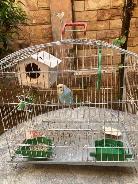 Australia Parrrot pair available with cage 4