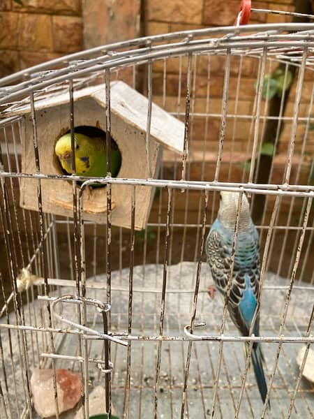 Australia Parrrot pair available with cage 5