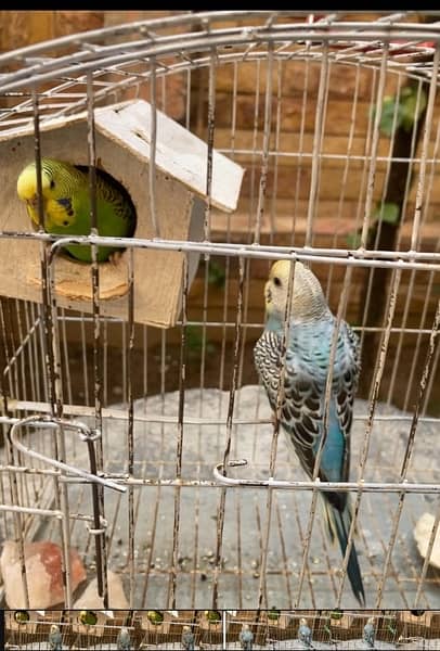 Australia Parrrot pair available with cage 3