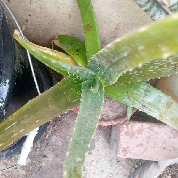 Aloe Vera Plant 1