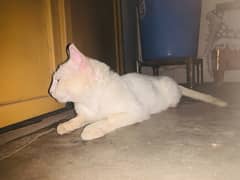 persian cat double court/anything eat them/persian cat/white colour 0