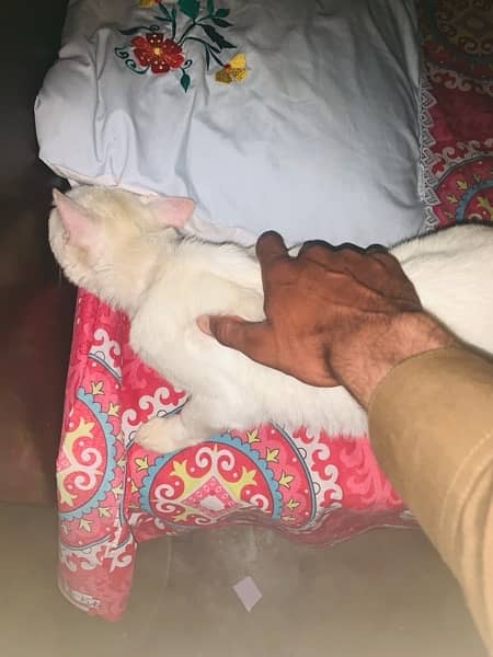 persian cat double court/anything eat them/persian cat/white colour 7