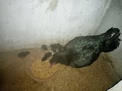 muskhi aseel hen with 10 chicks