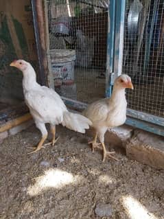 White Heera Aseel pullets/chicks pair