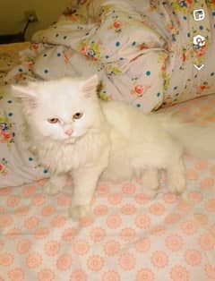 Persian Cat for sale 0