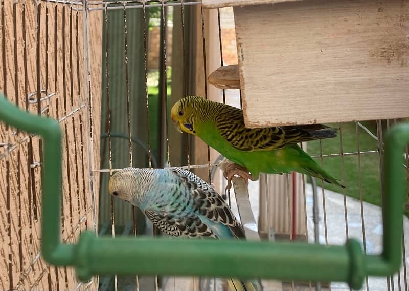 Australia Parrrot pair available with cage 2