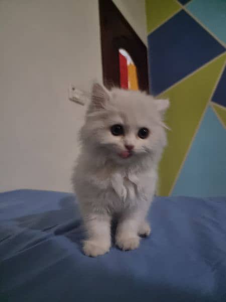 pure persian kitten for sale 1