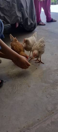 Active healthy 2 months old desi chicken with cage , desi hen