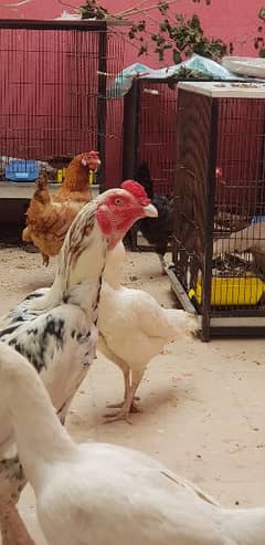 Aseel Paper white heera hens and eggs available