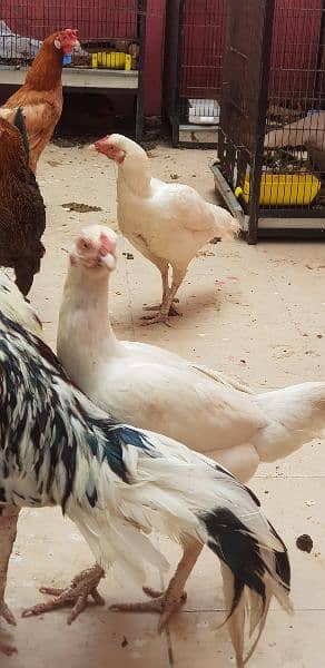 Aseel Paper white heera hens and eggs available 2