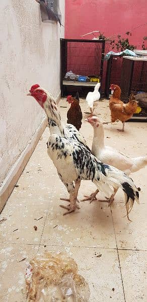 Aseel Paper white heera hens and eggs available 4