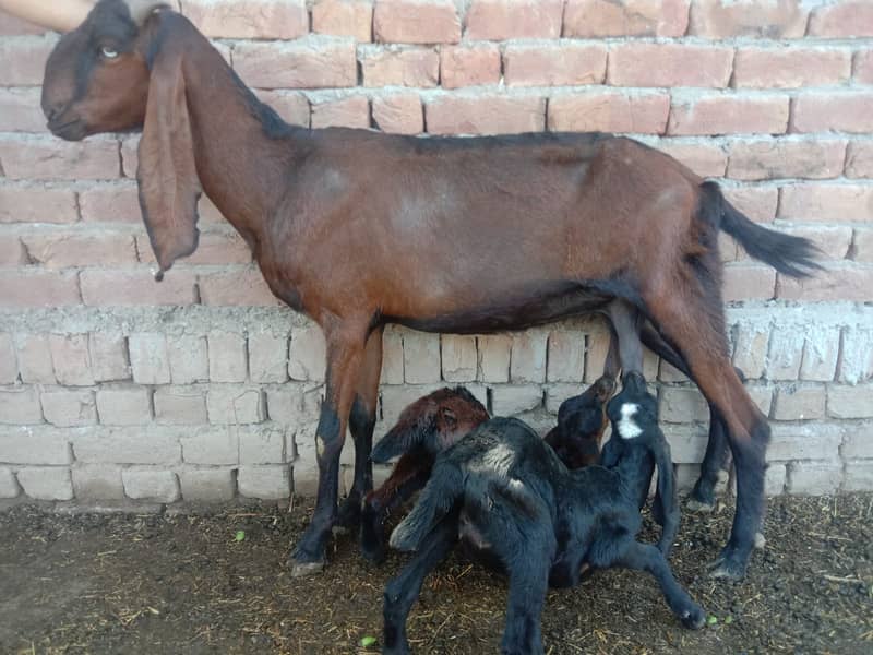Makhi cheeni Goat & Kids 2