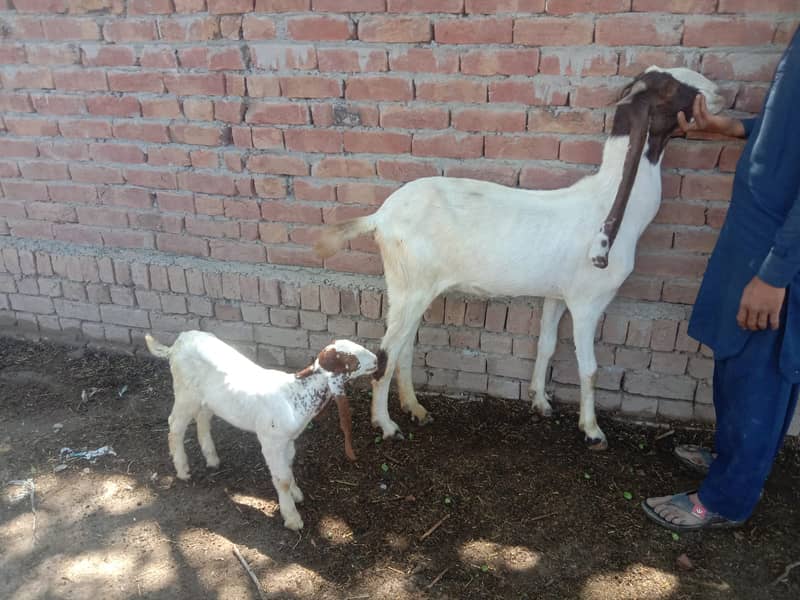 Makhi cheeni Goat & Kids 3