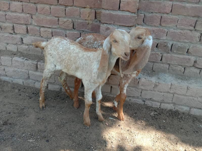 Makhi cheeni Goat & Kids 5