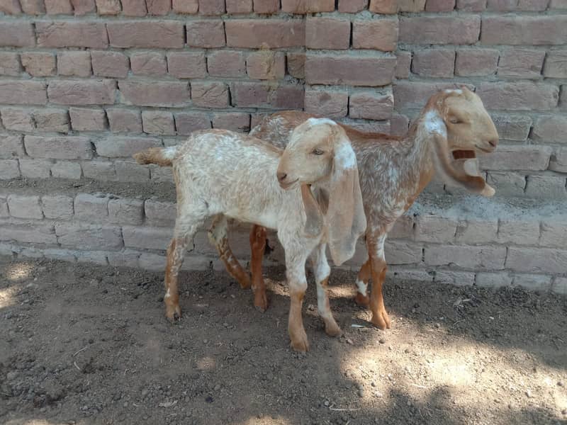 Makhi cheeni Goat & Kids 7
