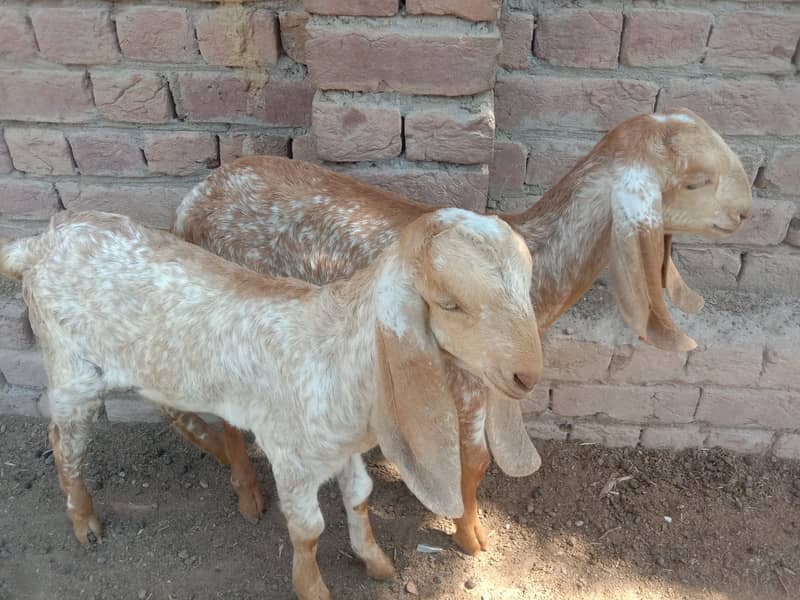Makhi cheeni Goat & Kids 8