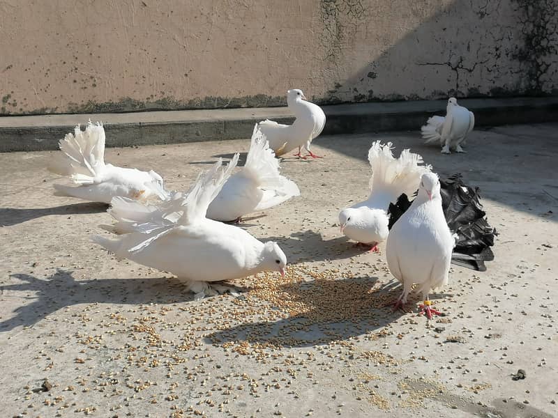 Fancy pigeons 4