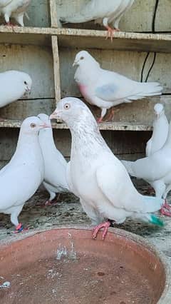 white eyes pigeon