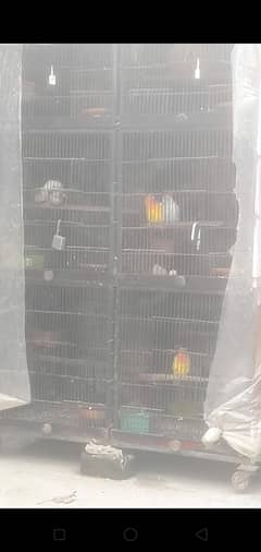 Love birds 13 pair urgnt for sale with 2 cages