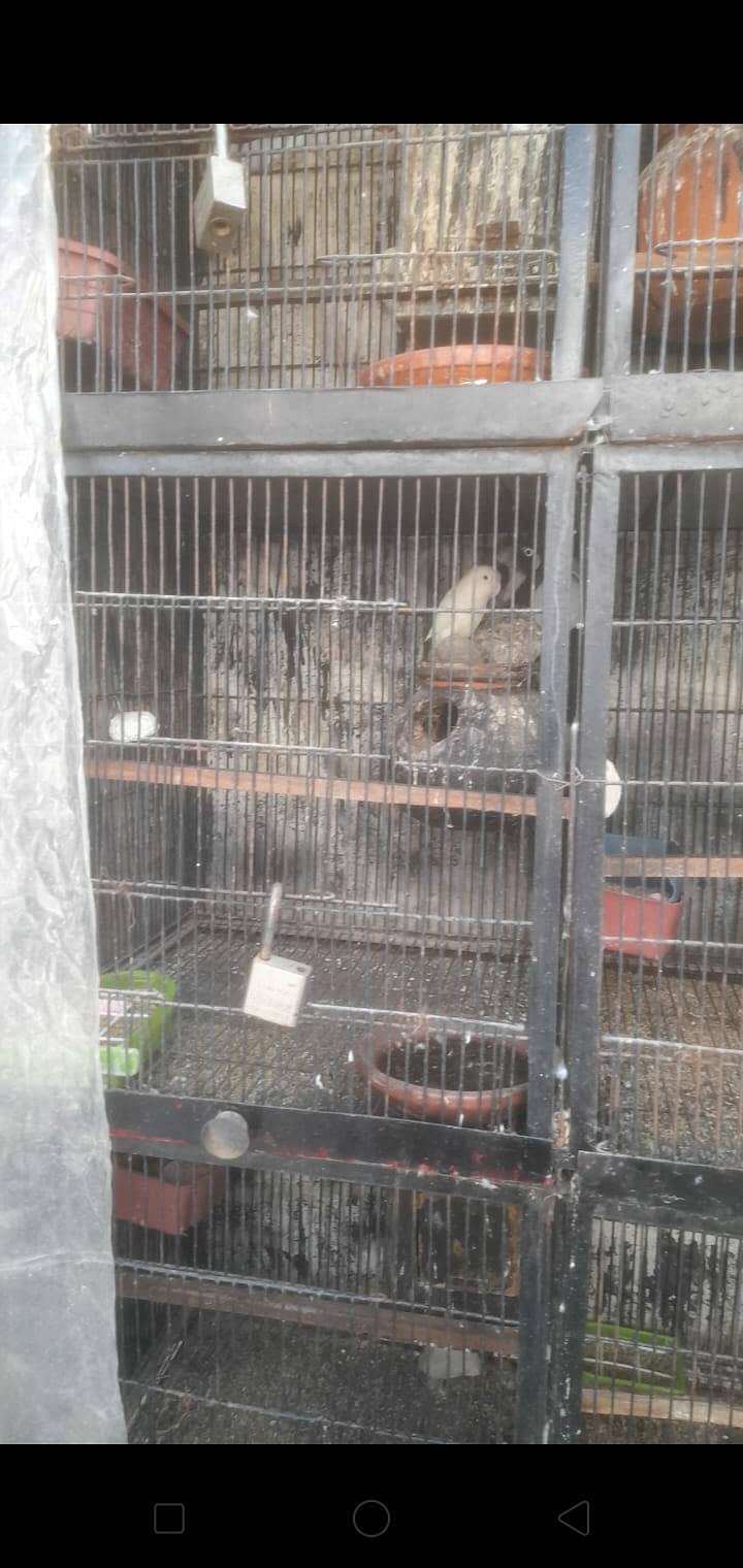 Love birds 13 pair urgnt for sale with 2 cages 1