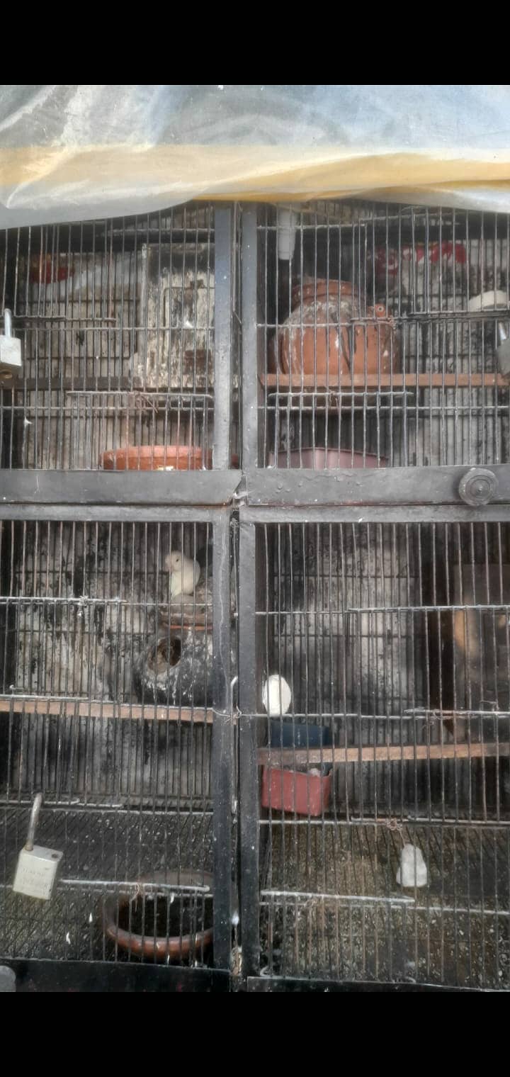 Love birds 13 pair urgnt for sale with 2 cages 2