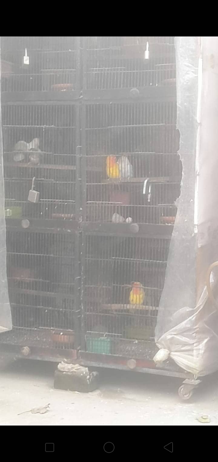 Love birds 13 pair urgnt for sale with 2 cages 3