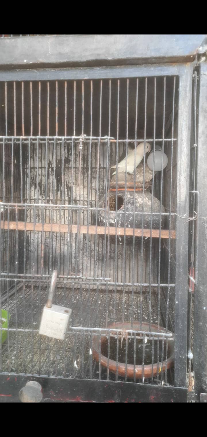 Love birds 13 pair urgnt for sale with 2 cages 4