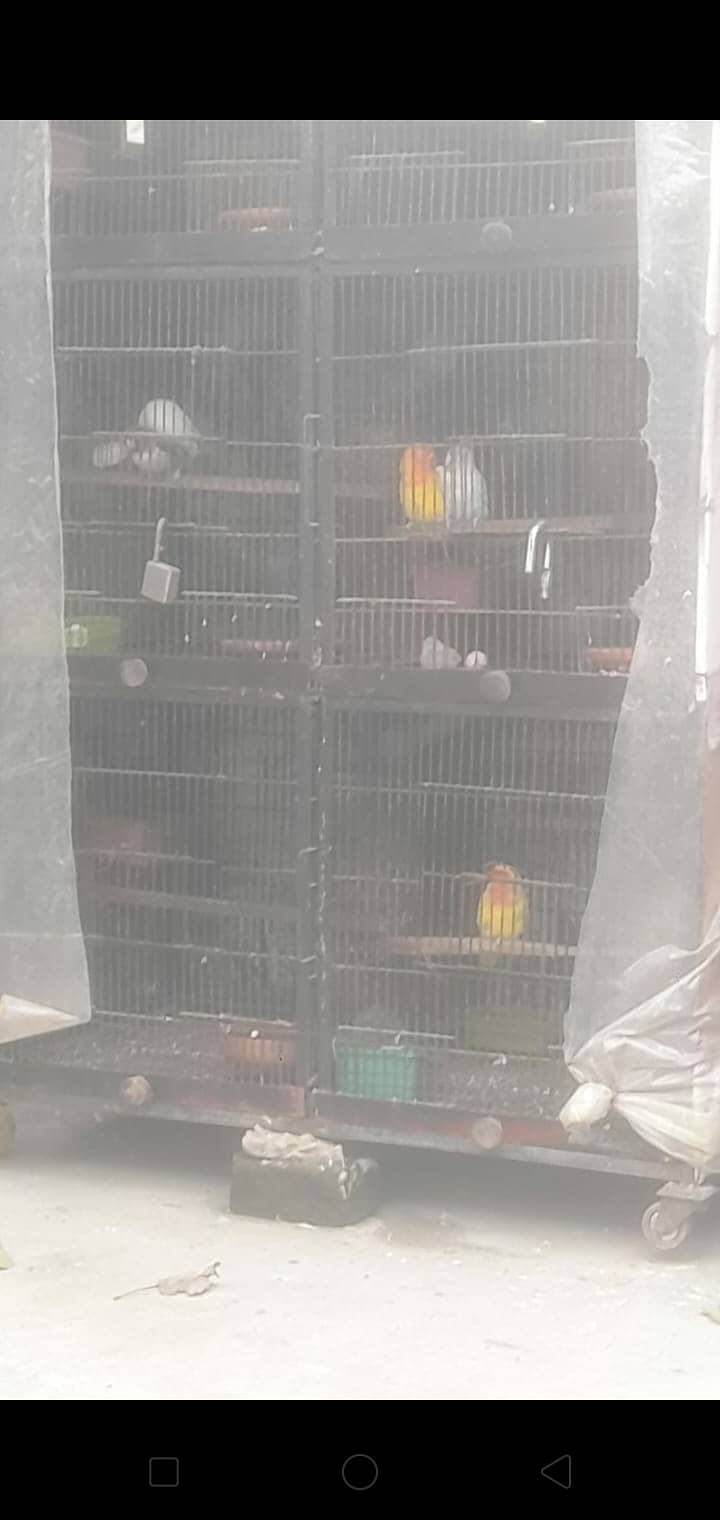 Love birds 13 pair urgnt for sale with 2 cages 5