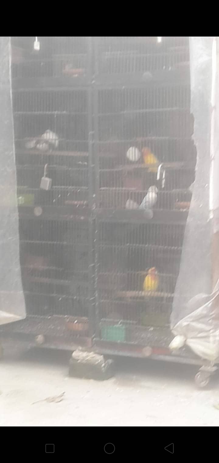 Love birds 13 pair urgnt for sale with 2 cages 6