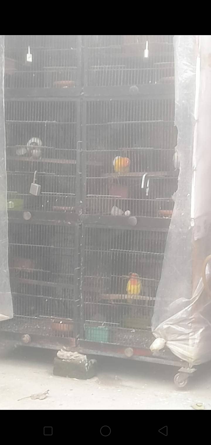 Love birds 13 pair urgnt for sale with 2 cages 7