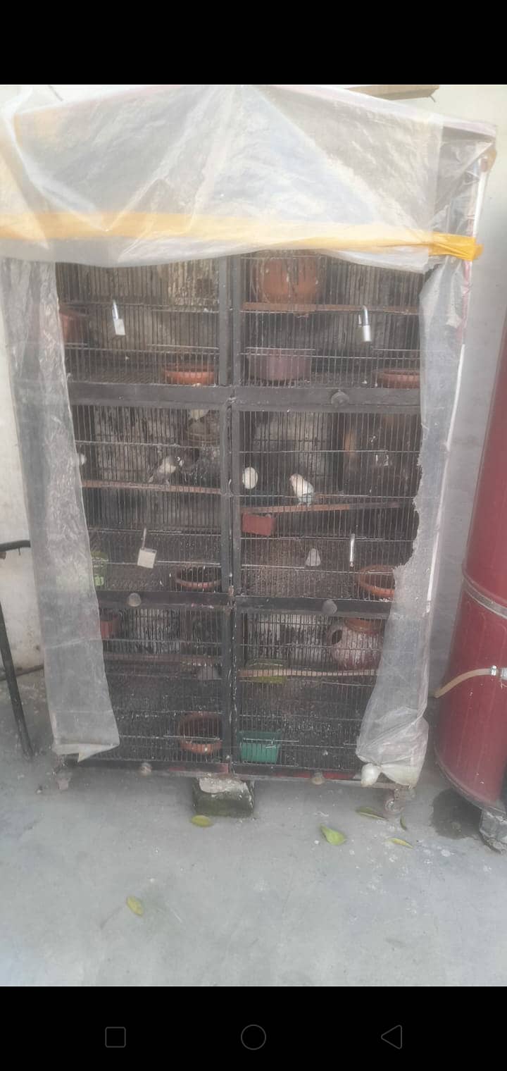 Love birds 13 pair urgnt for sale with 2 cages 9
