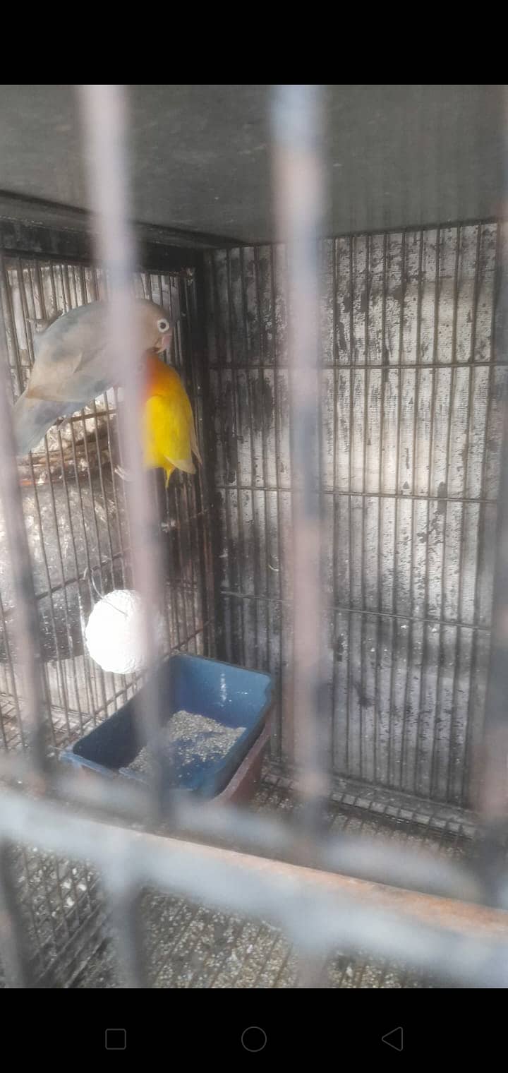 Love birds 13 pair urgnt for sale with 2 cages 11