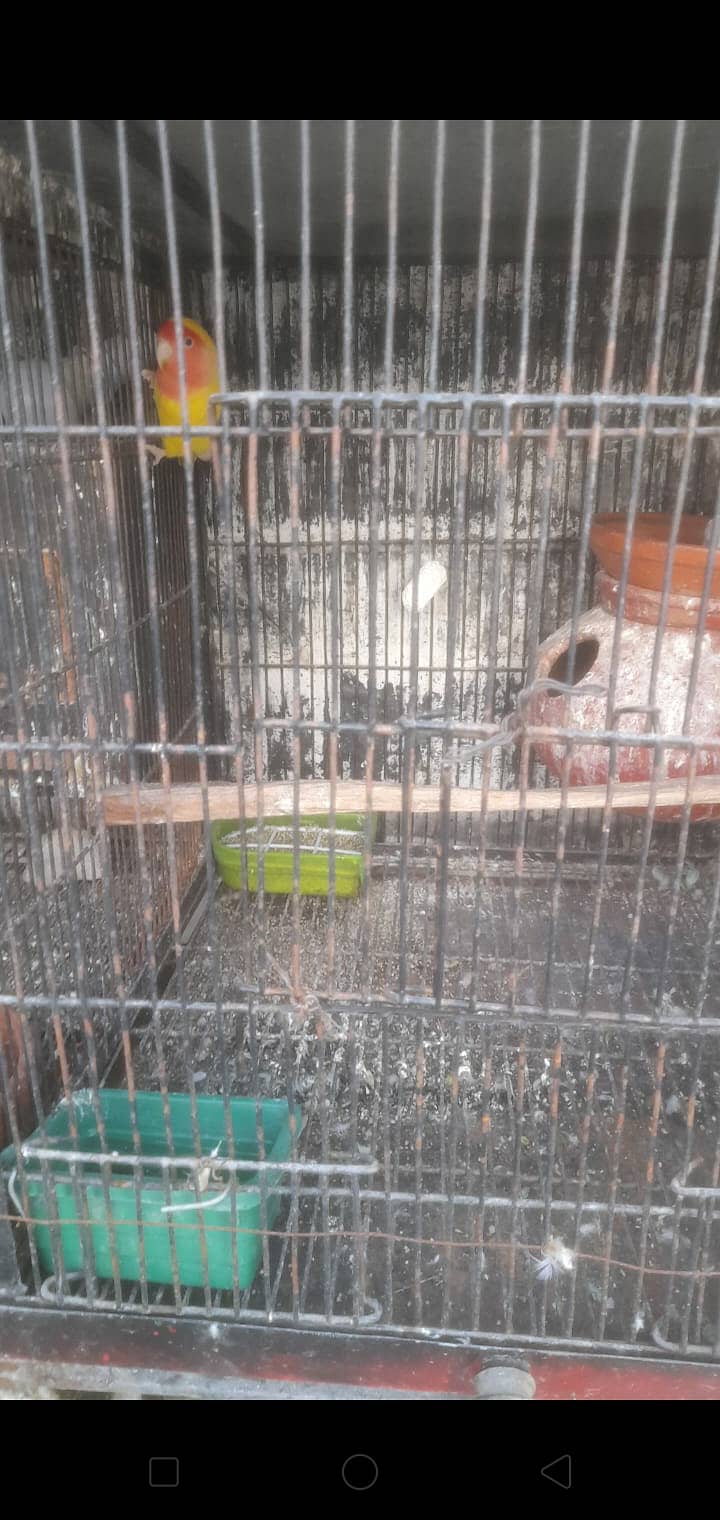 Love birds 13 pair urgnt for sale with 2 cages 13