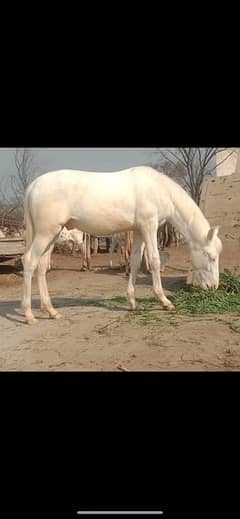 white horse english breed for sale 0