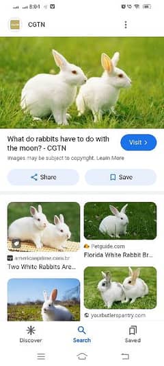 rabbits 0