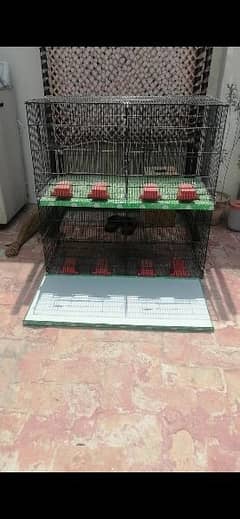 parrots birds cage