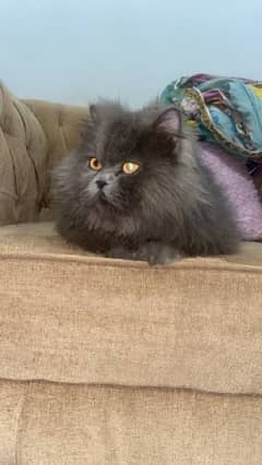 Persian male cat only 15000 0