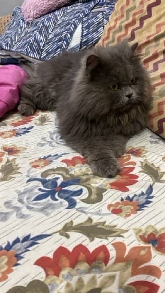 Persian male cat only 15000 1