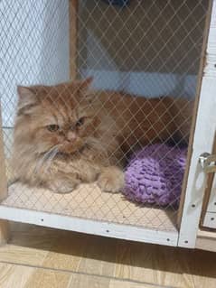 persian cat for sell