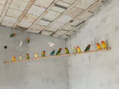 Lovebirds Piars and pathy for sale