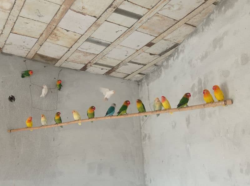 Lovebirds Piars and pathy for sale 0