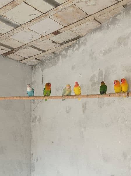 Lovebirds Piars and pathy for sale 1
