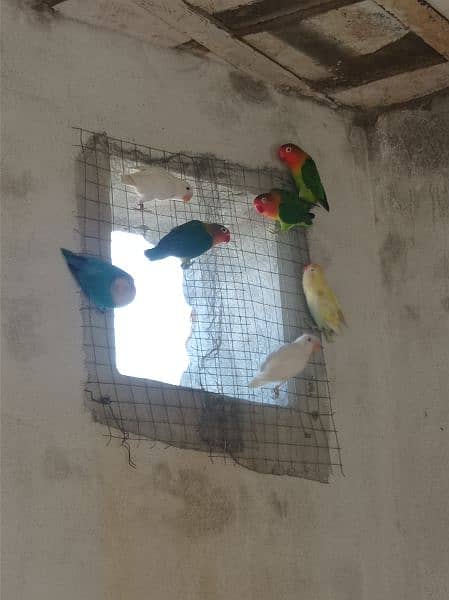 Lovebirds Piars and pathy for sale 3