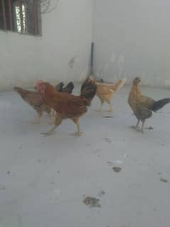 Misri Chicken & Chick ( Murgi, Choozay, Murgha ) available