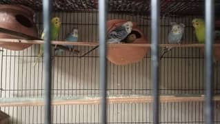 5 Australian parrots breeder pair available healthy and active