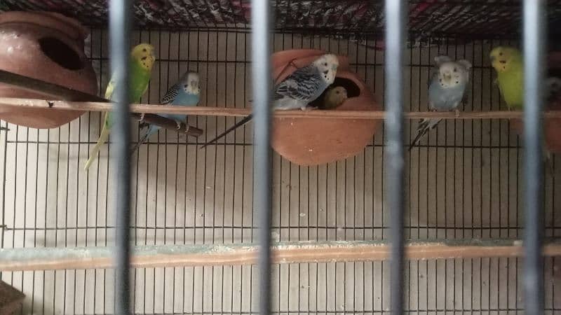 5 Australian parrots breeder pair available healthy and active 0
