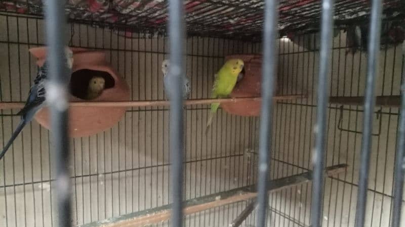 5 Australian parrots breeder pair available healthy and active 1