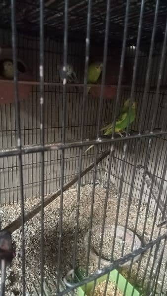 5 Australian parrots breeder pair available healthy and active 2