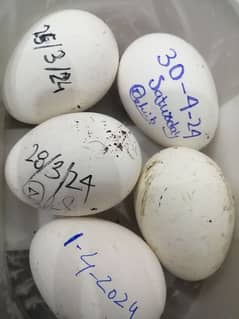 Turkey bird fertile eggs for hatching
