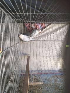 Lovebirds and raw parrot baby for sale